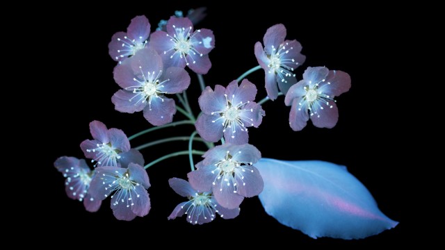 Glowing macOS Mojave