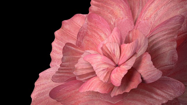 Floral Background Peach background