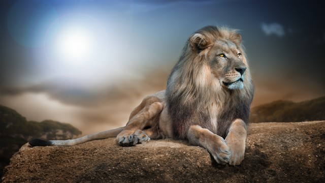 African Lion Big cat