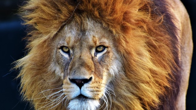 African Lion Closeup