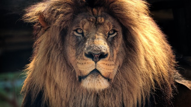 African Lion Wild animal