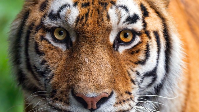 Amur tiger Closeup