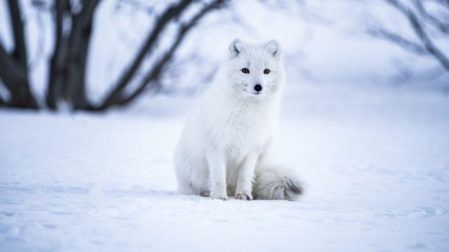 Arctic fox White wolf
