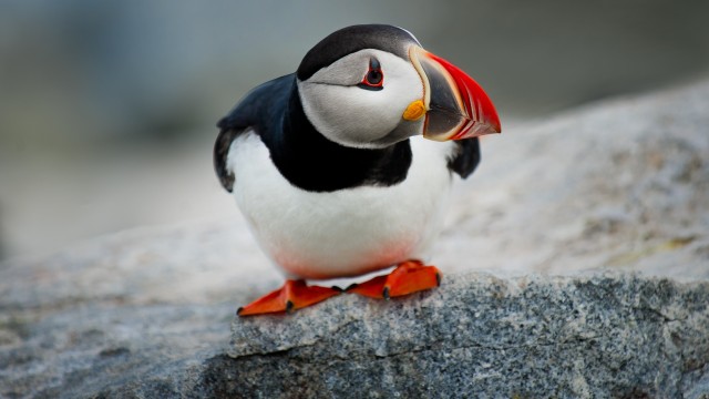 Atlantic puffin Seabirds
