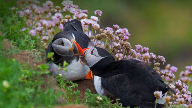 Atlantic puffin Together