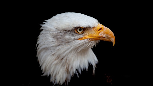 Bald eagle 8K
