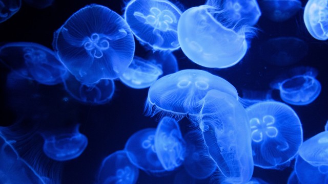 Blue Jellyfish Aquarium