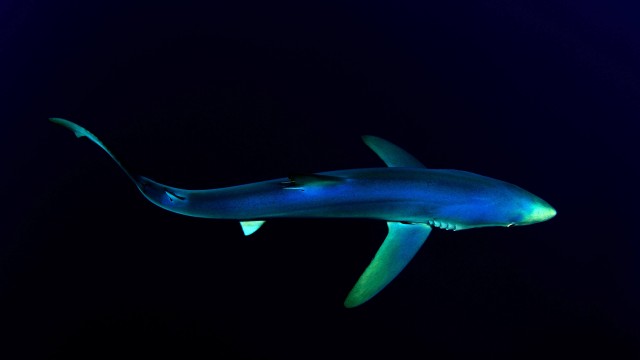 Blue Shark Underwater