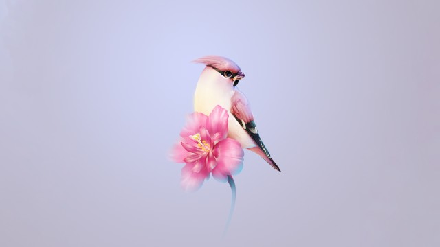 Bohemian waxwing Pink flower