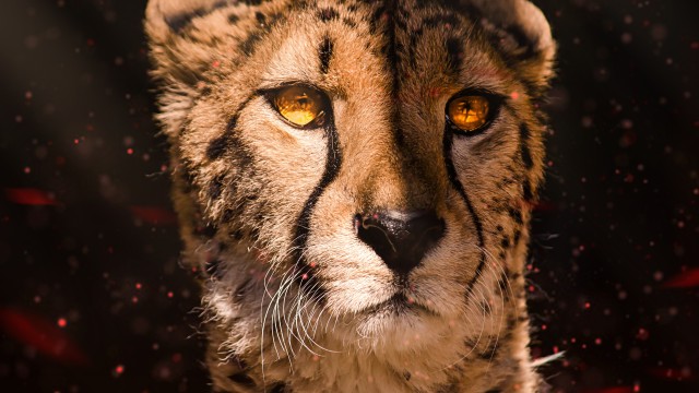 Cheetah Southeast African cheetah