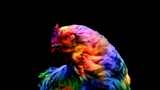 Chicken Colorful