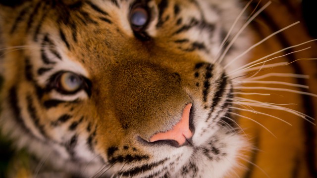Close up of a Tiger's face