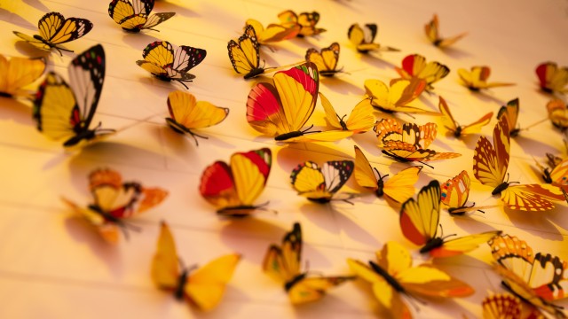 Colorful butterflies Aesthetic