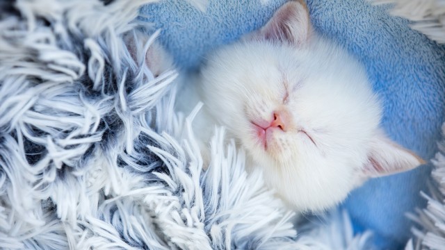 Cute Kitten Sleeping