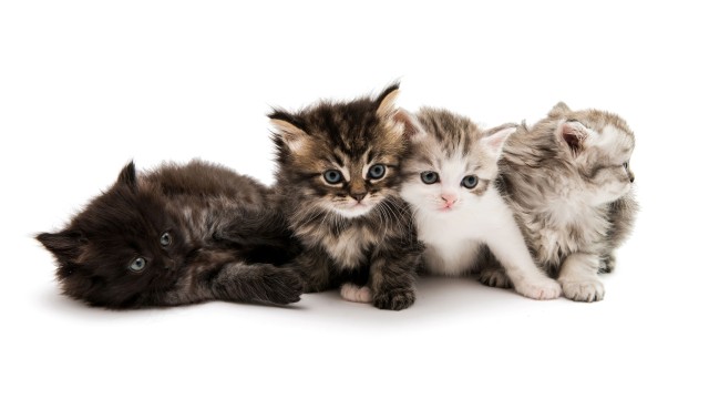Cute Kittens White background