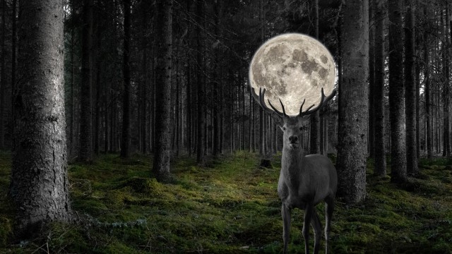Deer Moon