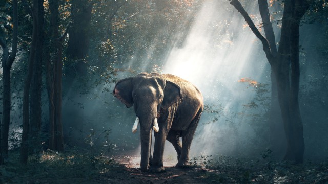 Elephant Forest