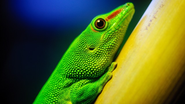 Green Lizard Closeup