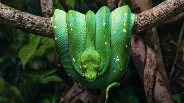 Green Python Green snake
