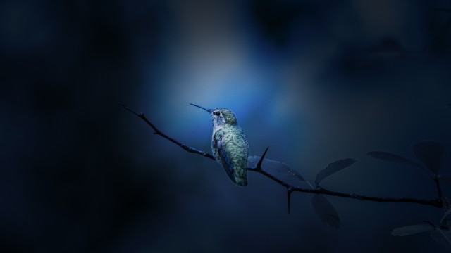 Hummingbird Branch