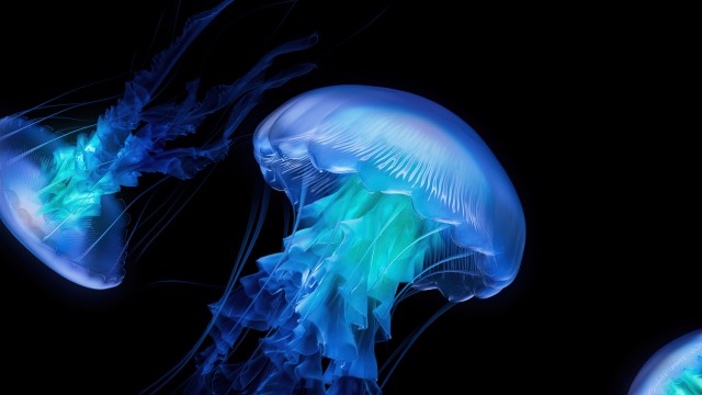 Jellyfish AMOLED
