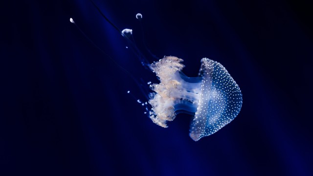 Jellyfish Blue background