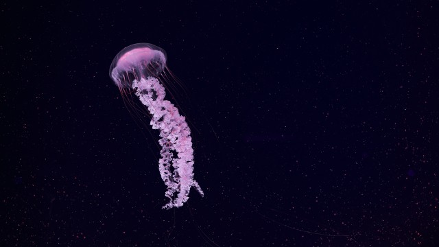 Jellyfish Dark background
