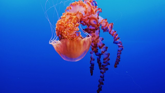 Jellyfish Monterey Bay Aquarium