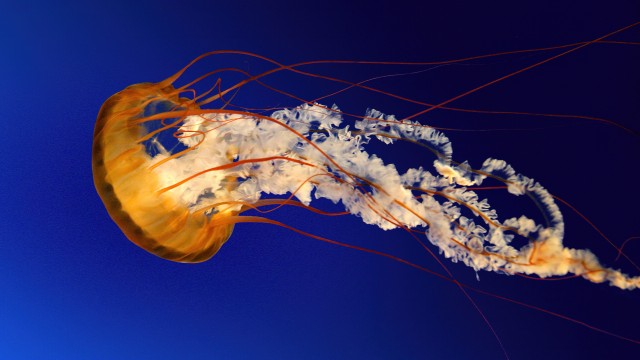 Jellyfish Windows 7