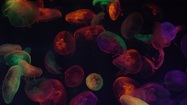 Jellyfishes Multicolor