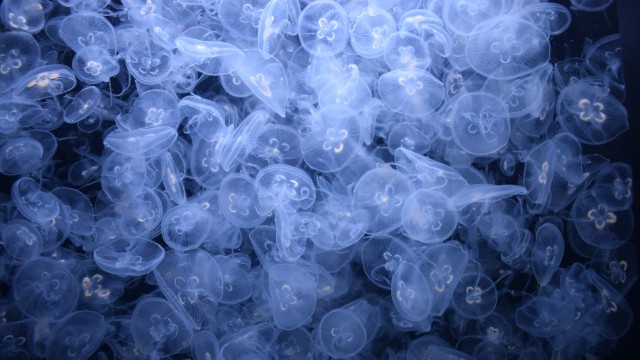 Jellyfishes Sea Life