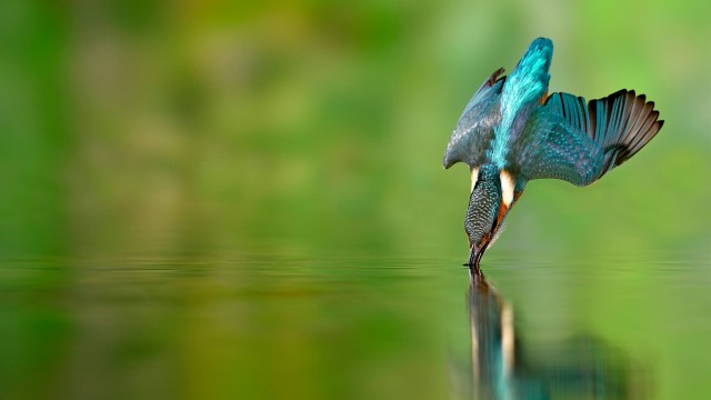 Kingfisher bird Flying bird