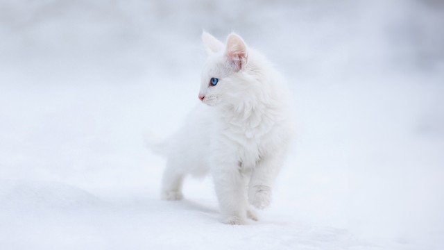 Kitten White aesthetic