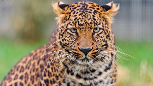Leopard Closeup