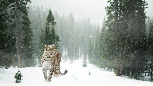 Leopard Snow