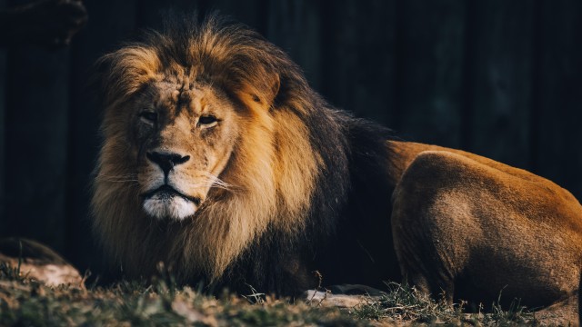 Lion Wildlife