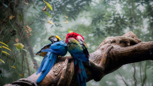Macaw birds Bird Couple