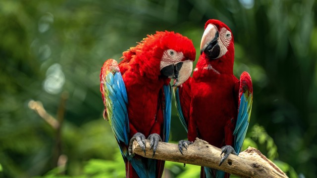 Macaw birds Couple