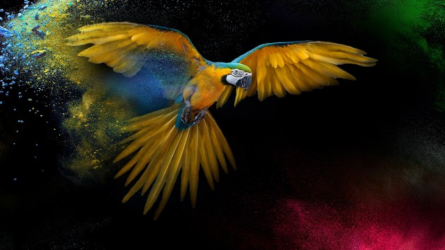 Macaw Wings