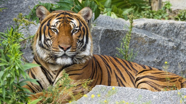 Malayan tiger Big cat
