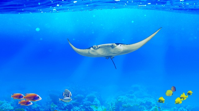 Manta ray Underwater