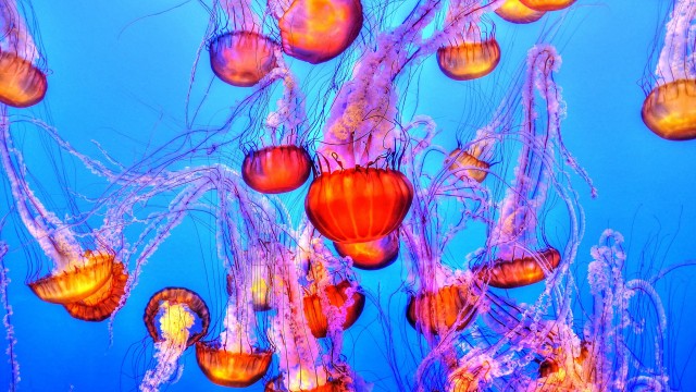 Orange Jelly Fishes Blue background