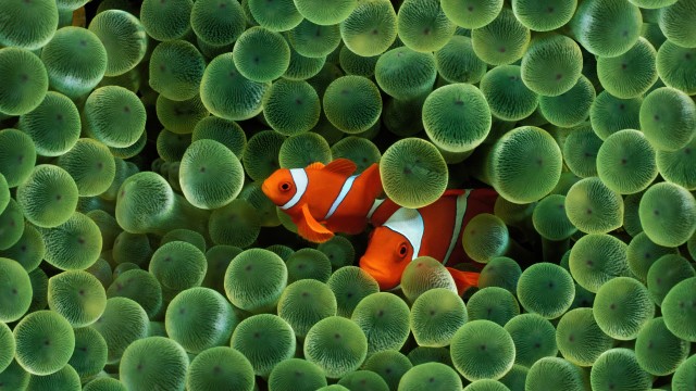 OS X Leopard Clownfish