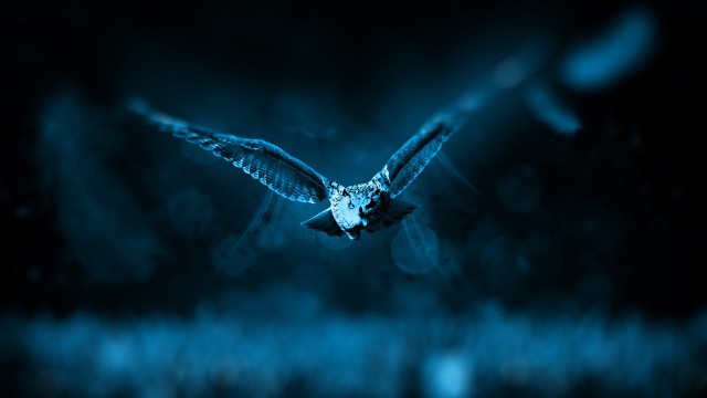 Owl Dark background