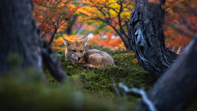 Patagonian fox Wildlife