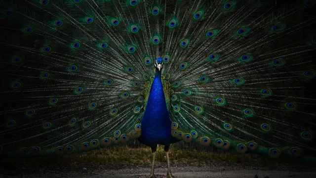 Peacock Peafowl