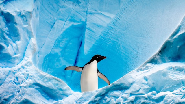 Penguin Ice berg