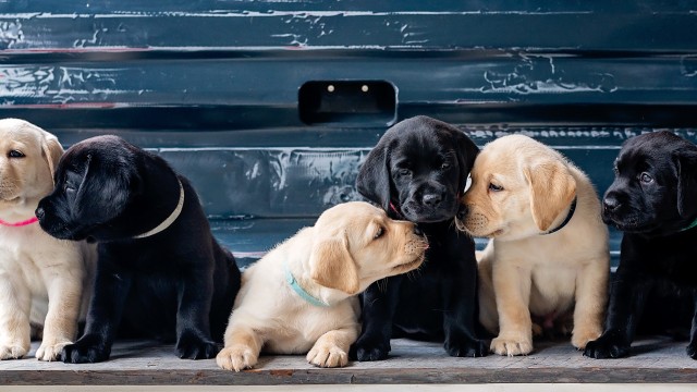 Puppies Labrador Retriever