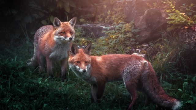 Red fox Wild animals
