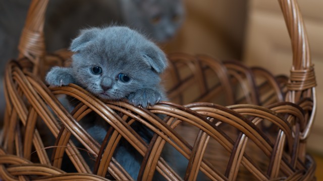 Russian Blue Kitten Cat